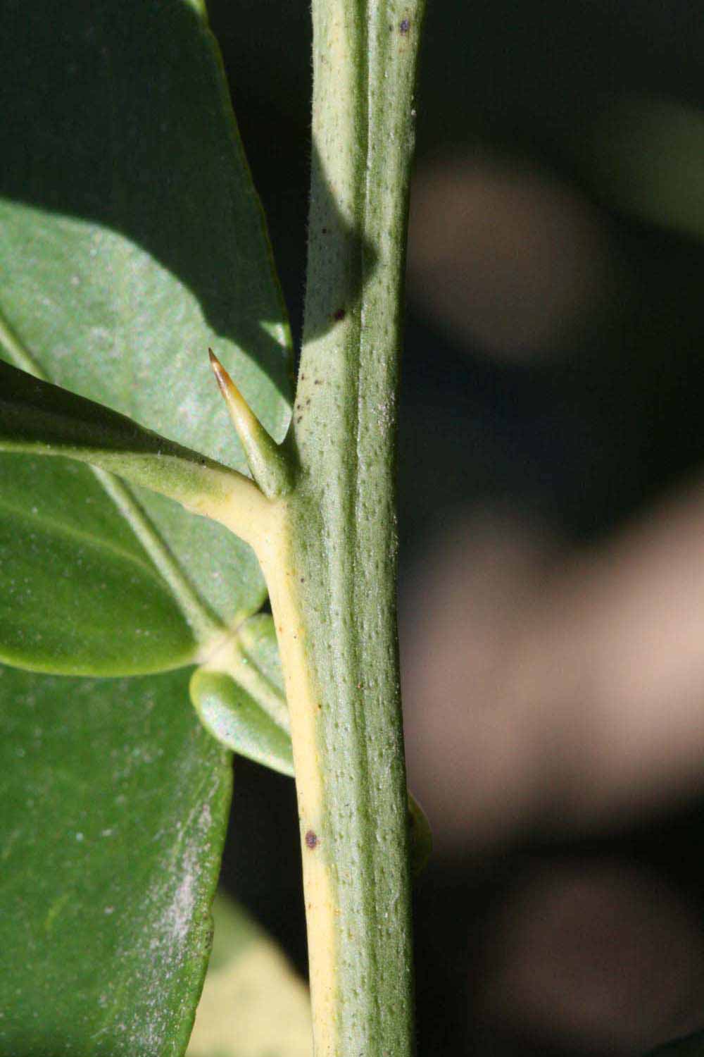            First year twig (Riverside, CA)   